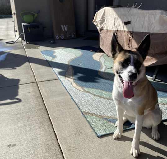 Photo of Luna