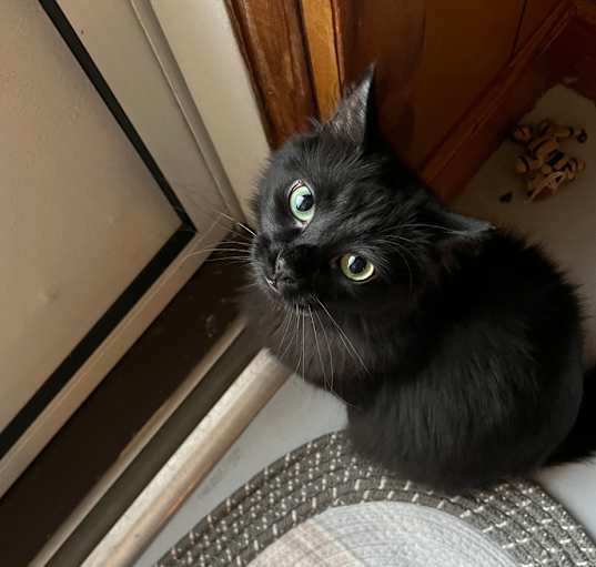 Photo of Beans