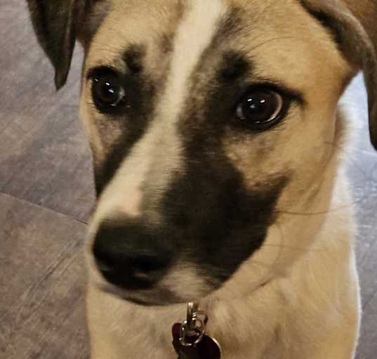 Photo of Stella