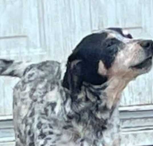 Photo of Nellie