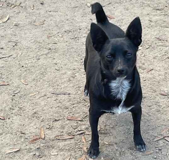 Photo of Diamond