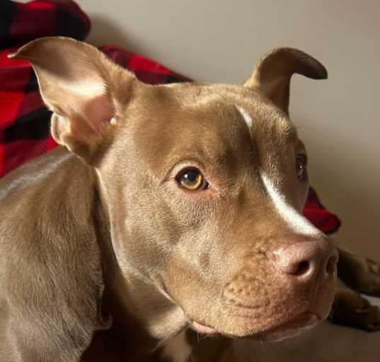 Photo of Draco