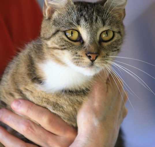 Photo of Blossom