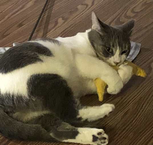 Photo of Cecil
