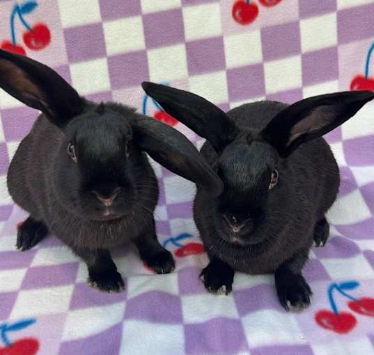 Photo of Lana (Bonded to Arianna)