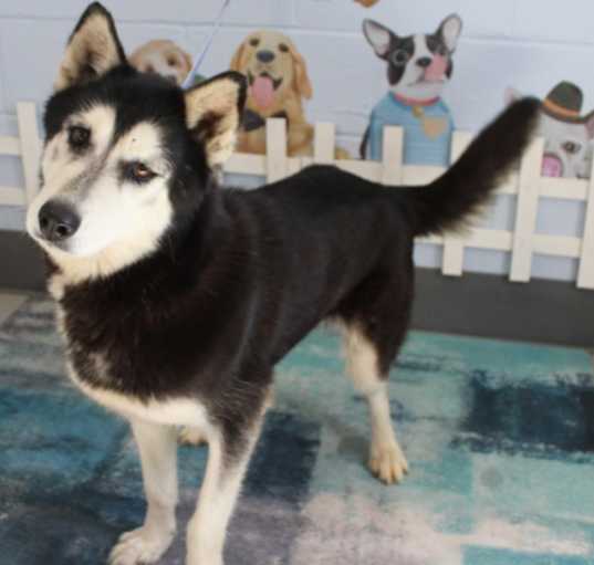Photo of Kiki URGENT WILL B KILLED!