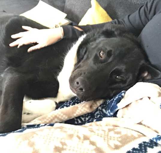 Photo of Opie