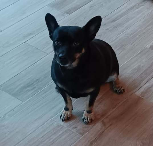Photo of Indago