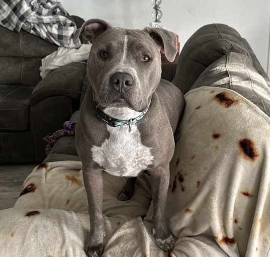 Photo of Knuckles