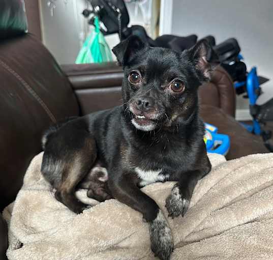 Photo of Jalapeno