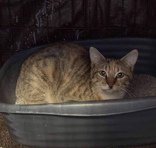 Photo of Girly Girl