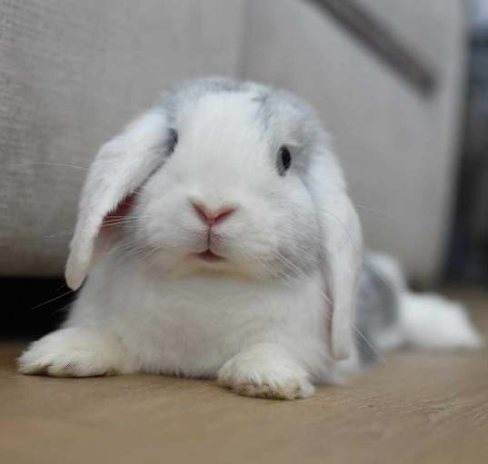 Photo of Nana