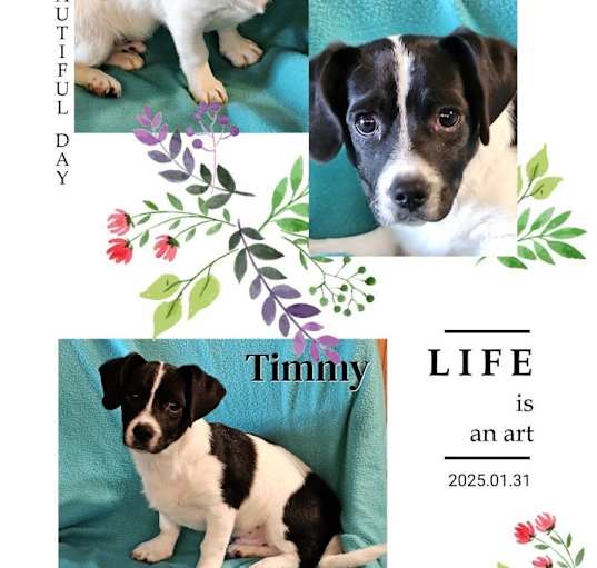 Photo of Timmy