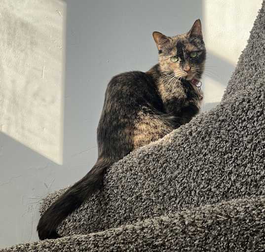 Photo of Nala