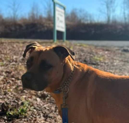 Photo of Buddy