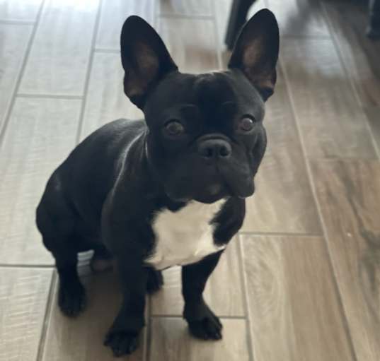 Photo of Milo