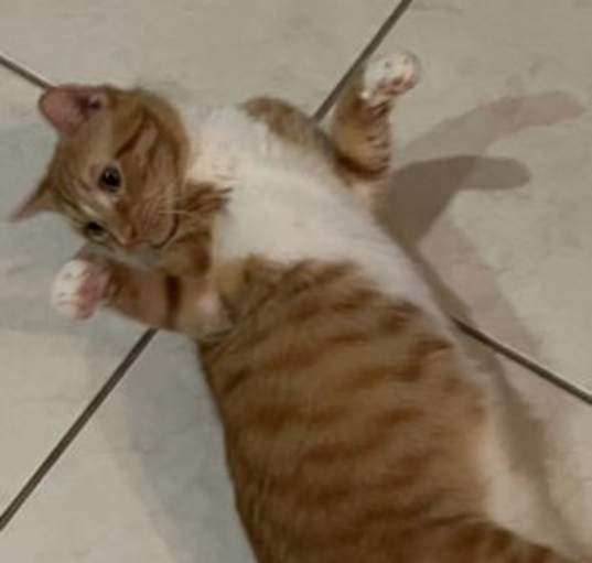 Photo of Leo