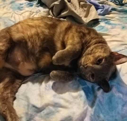 Photo of Momma cat