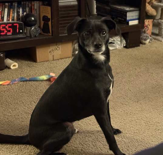 Photo of Rehome lab/chihuaua mix breed