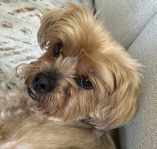 Photo of Vito