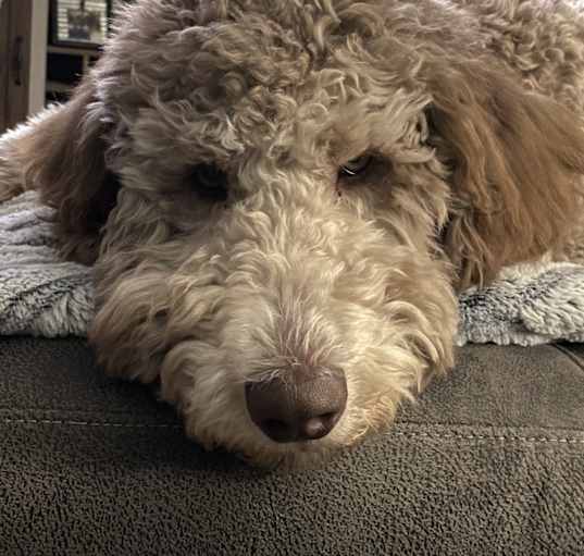Photo of Rip