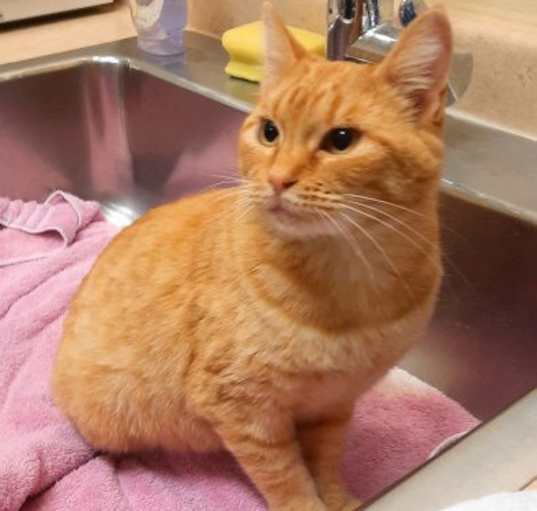 Photo of Ginger