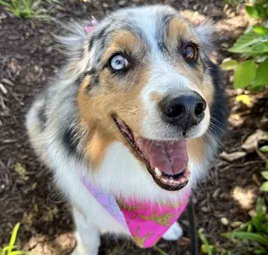 Photo of Maple