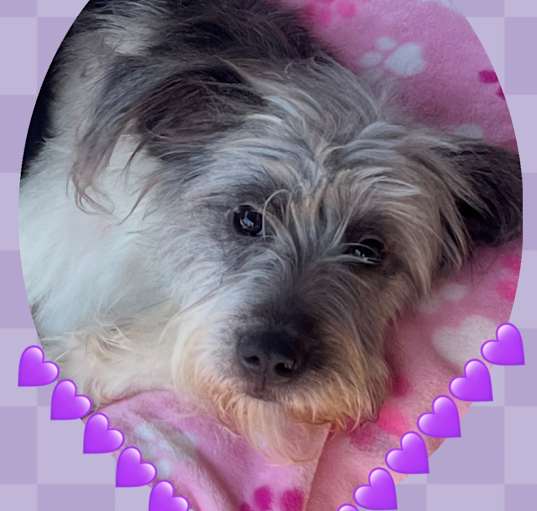 Photo of BELLOTITA  – 1 YEAR SCHNAUZER