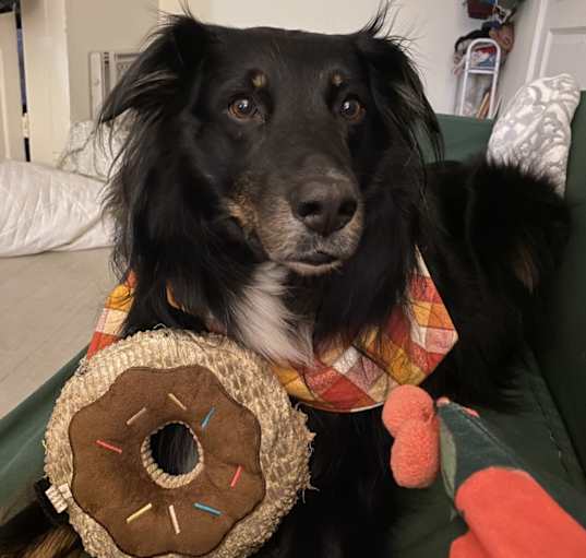 Photo of Baloo