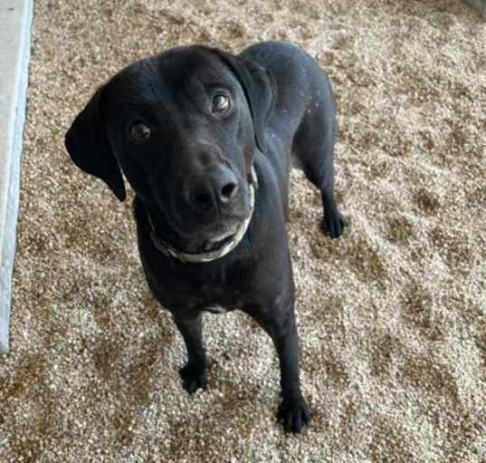 Photo of Chester (Tizzy)