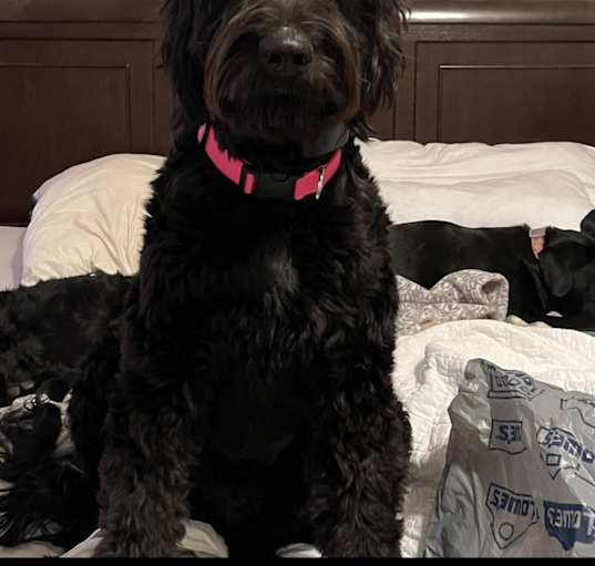 Photo of Scottie