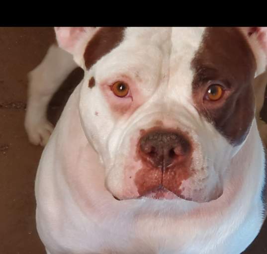 Photo of Apollo