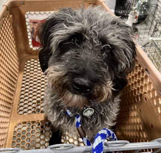 Photo of Waffle