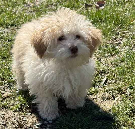 Photo of ADOPTON PENDING Murphy