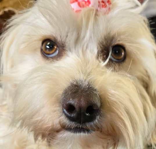 Photo of Sweet