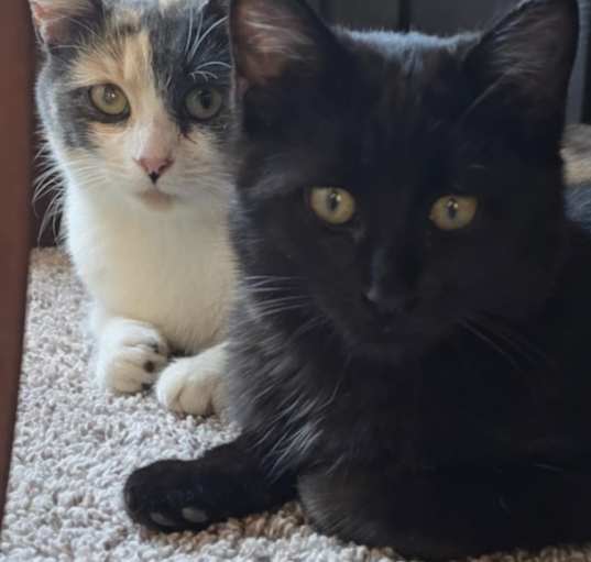 Photo of Peaches and Onxy