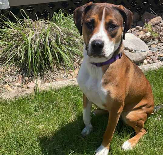 Photo of Piper