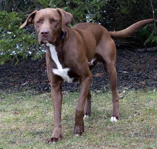 Photo of Hank