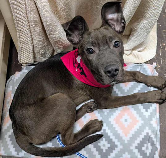 Photo of Cinder