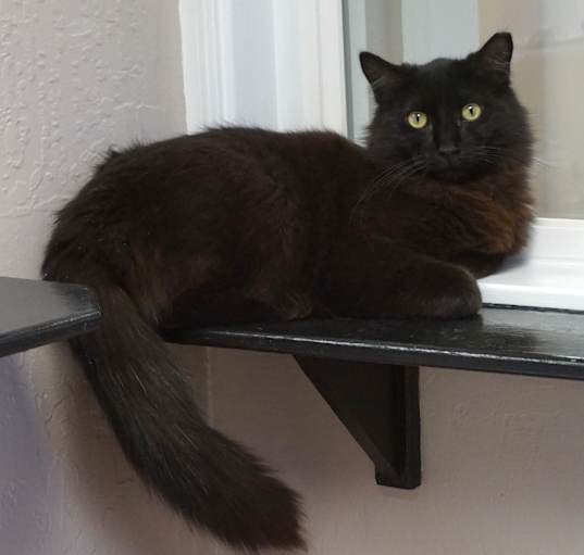 Photo of Neptune