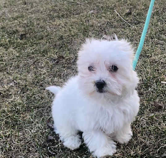 Photo of Peanut