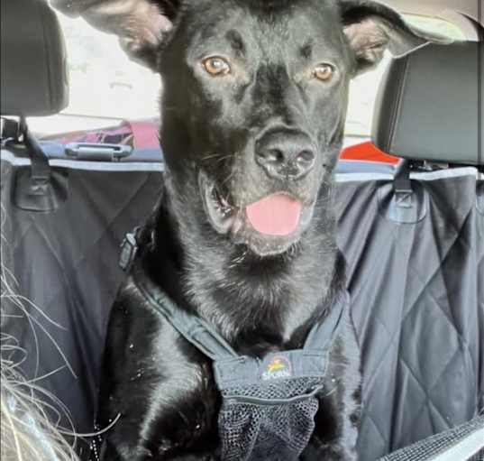 Photo of Oreo
