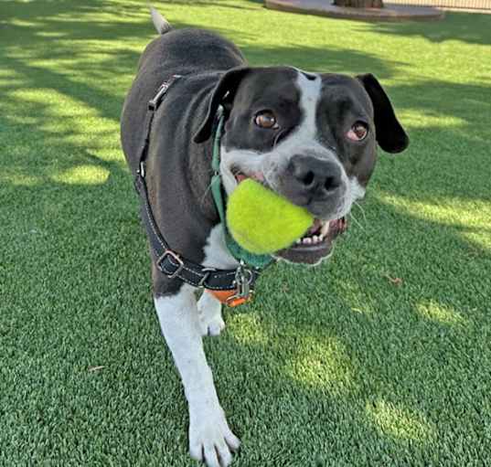 Photo of Harlee