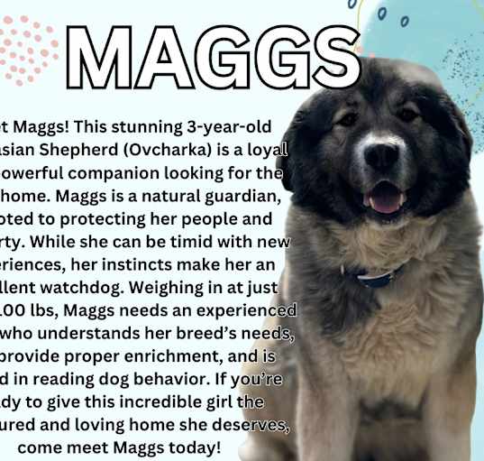 Photo of Maggs