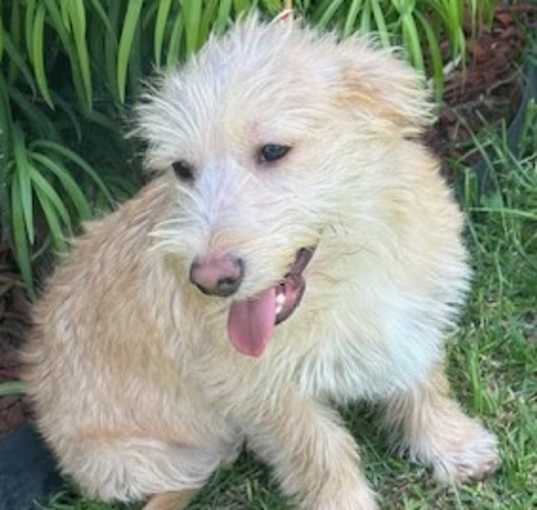 Photo of BOBBY