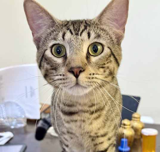 Photo of Kylo (bonded with Milo)