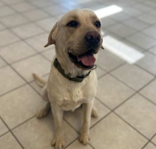 Photo of Brody