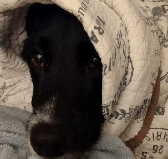 Photo of Piper
