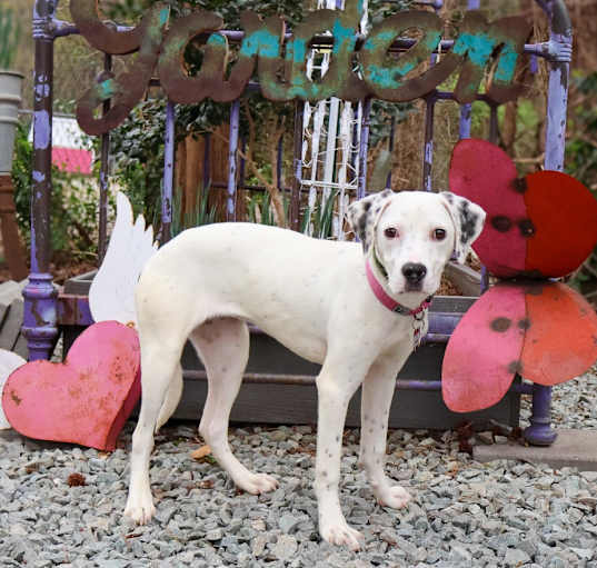 Photo of Annie
