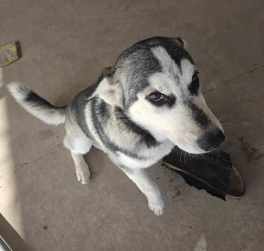 Photo of Star